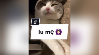 Iu mẹ 🙆🏻‍♀️🤎 mèo cat foryou cutecat