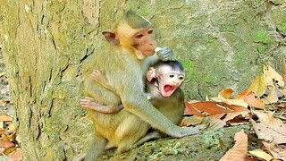 OMG Baby Monkey Cry Look So Sad, Kidnapper Monkey Kidnap Baby Monkey Cry Very Scare