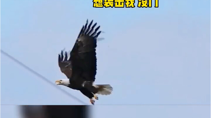 Thật không ngờ lại có loài chim dám tấn công đại bàng, cảnh tượng này thật quá oai!