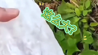 什么样的冰雹能让彩钢棚变星空顶啊