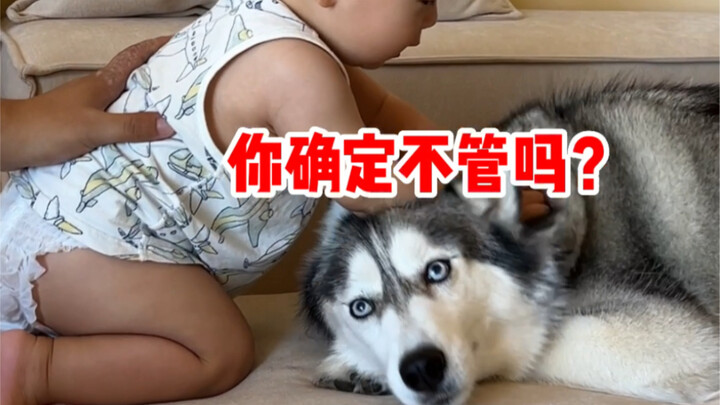 Dasar, anjing rumah siapa yang setiap hari temperamennya segede ini?!