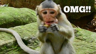 OMG!! BABY MONKEY CRY LOUDLY, WHY THIS MONKEY CRY SCARING, NASTY MONKEY CRY ANGRY OTHER ANNOY HER