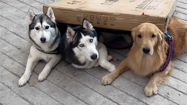 لقد فسد الأمر، هذه المرة أصبح الحي بأكمله مشهورًا.