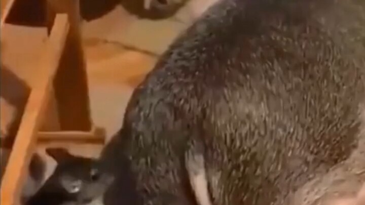 哈哈哈哈视频！