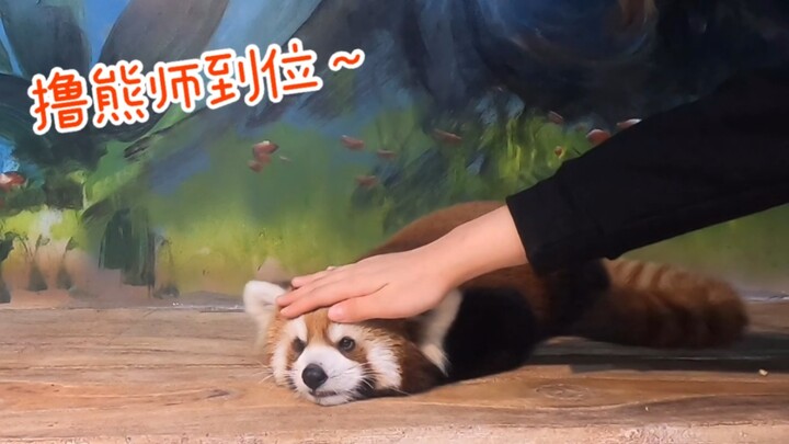 الباندا الصغيرة المطيعة مستلقية بهدوء تنتظر القائم على رعايتها ليلاعبها ويفركها... كادت أن تغفو من ش