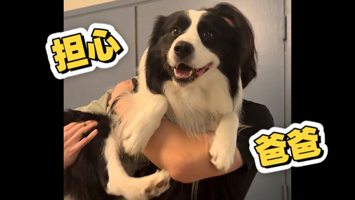 Setelah pulang dari acara team building, anak anjing itu mulai khawatir karena ayahnya belum juga pu