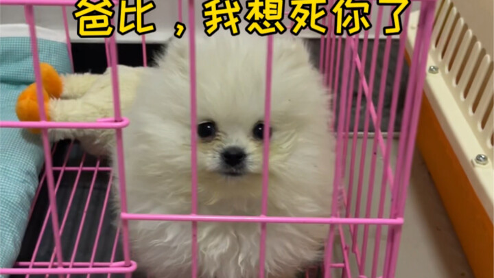 Karena si anjing langsung gelisah begitu ditinggal, akhirnya aku pasangin kamera pengawas buatnya.