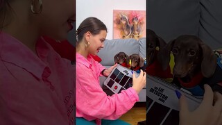ПРОВЕРИЛИ ЧАПИТОСИКОВ НА ЧЕСТНОСТЬ!🐶