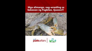 Mga alimango, nag-wrestling sa bakawan ng Pagbilao, Quezon?! | Born to be Wild