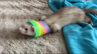 ของเล่น Ferret ที่ดีที่สุด พังพอนชอบเล่น สลิงกี้ อบเชย & Sassy