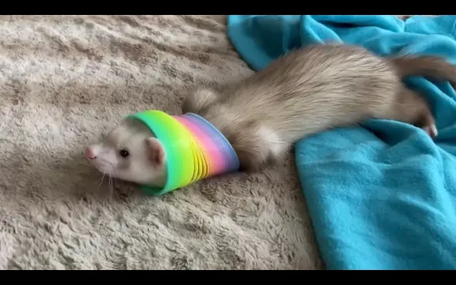 ของเล่น Ferret ที่ดีที่สุด พังพอนชอบเล่น สลิงกี้ อบเชย & Sassy