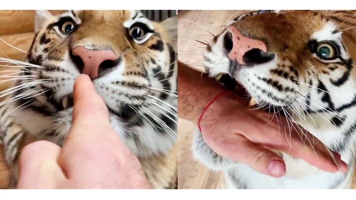 The tiger is throwing a tantrum! Russians: Shut up!