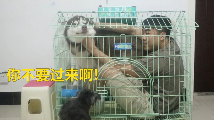 What happens when you forcibly drag a husky into the dog crate to sleep?