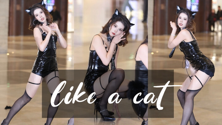 Tập giống mèo con nhất ~ Meo ưm!