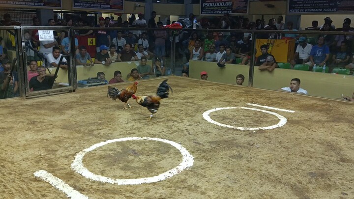 DOM STRIKES 7COCKS DERBY SA TANUAN BATANGAS