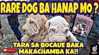 BOCAUE PET MARKET IN THE PHILIPPINES ANG SIKAT NA TIANGGE NG MGA MURANG HAYOP LATEST UPDATE.vlog#538