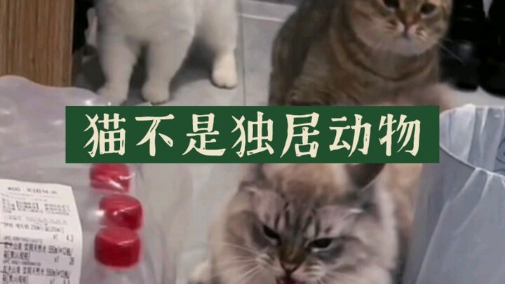 تحليل فيديو القطط الشهير: تفنيد الشائعات! القطط ليست حيوانات منعزلة…