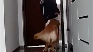 铲屎官在群里问朋友谁有时间帮忙遛下狗，结果大家都相互没有通知，就这样狗一天被遛了n趟#狗狗