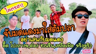 อี๊ด โปงลางฯ,ต๋อง ชวนชื่น บุก กินข้าวป่าทุ่งนา เหลือเฟือ ฮา!สุดๆEP1 หามดแดงใส่ต้มปลา