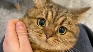 Let’s take a look at what animals are in the homes of contemporary netizens