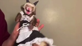 【Tik Tok】แต่งตัวสาวใช้พังพอนน้อย~