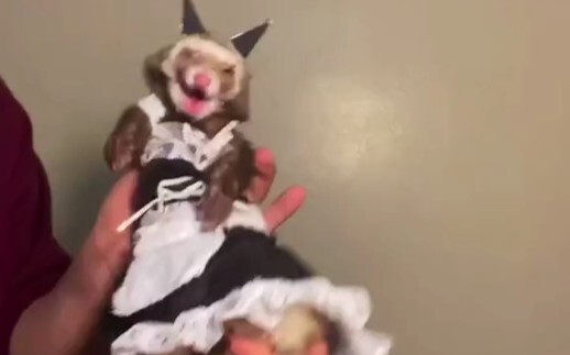 【Tik Tok】Little Weasel's Maid Dressup~