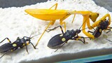 A Golden Mantis and 3 Assassin Bugs