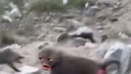 Oh, pengacaraku ada di sini!