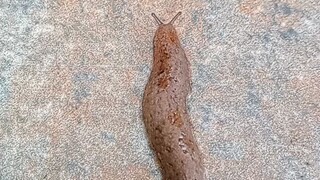cute leech