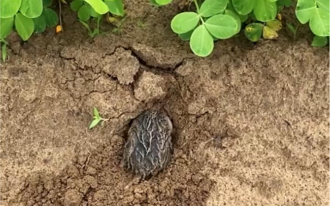 Sedang menggali lubang, lihat aja cara aku menanganinya!