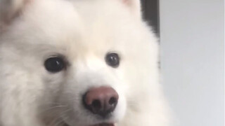 虽然视频有点短，但耳朵足够Q弹