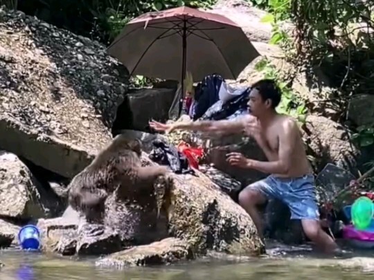 Human-Ape War