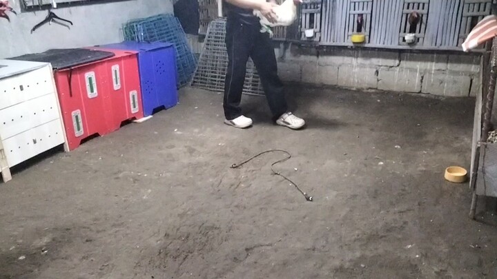 ₱