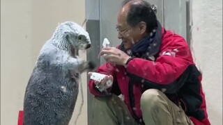 海獭的小口袋可以装下多少玩具呢