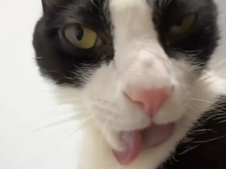 No wonder it’s a milk-cow cat!