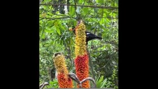 Wild Hill myna bird-day 2-eat wild seeds. It eases my lockdown blues. #shorts