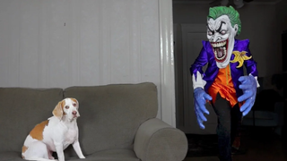 Dog Pranked by Joker สุนัขตลก Maymo