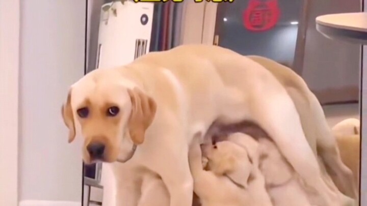 “Raising kids is bound to drive you crazy—cats and dogs are no exception.”