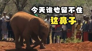 Hewan-hewan sudah terlalu lama khawatir!
