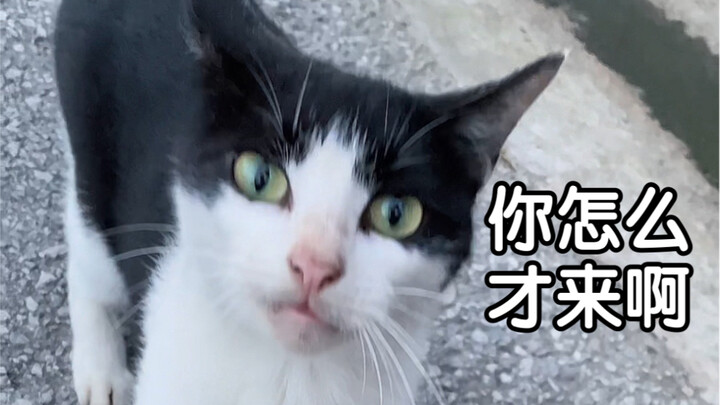 The fifth time I met it, I brought it back home.