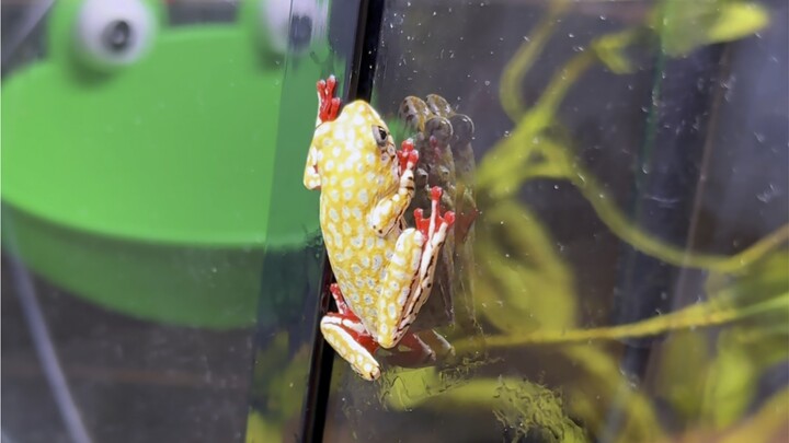 New monsters are here! A frog that looks like egg fried rice and a fish that loves to walk!