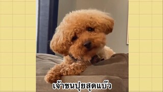 เพื่อนตัวน้อยแสนซน : เจ้าขนปุยสุดแบ๊ว