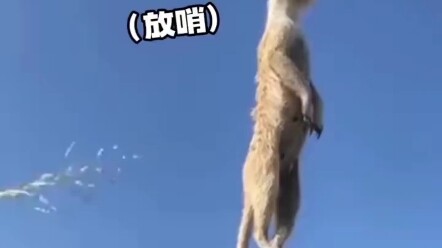 Where’s the person?