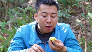 华农兄弟：摘一点野果来吃，又酸又甜，吃多了豆腐都咬不动