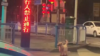 The puppy who obeys traffic rules