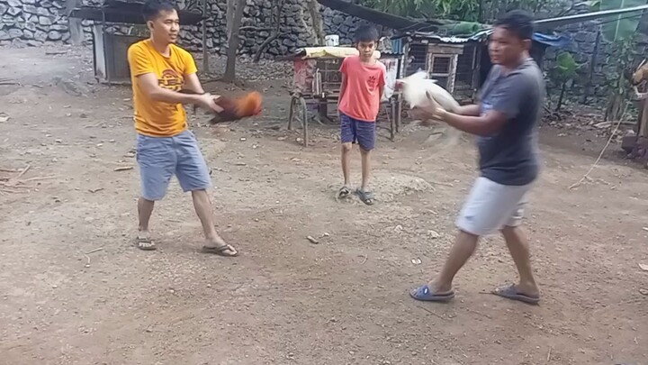 White kelso vs lemon sweater