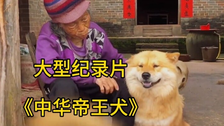 The large-scale documentary “China’s Imperial Dogs”
