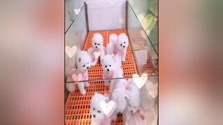 mọi người tim và follow mình nha nhiều em quá :))thúcưng yêuđộngvật chó_cưng pets onhavanvui