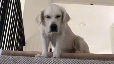 抚慰犬：事不过三