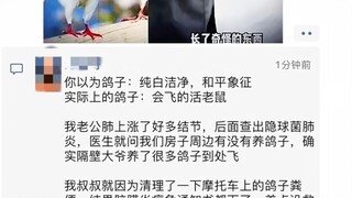 原来鸽子就是会飞的老鼠?